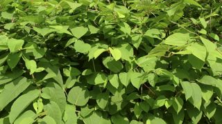CRAPON Pascal Famille des POLYGONACEES Plante vivace endemique invasive CRAPON Pascal Famille des POLYGONACEES Plante vivace endemique invasive