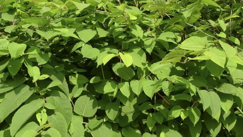 CRAPON Pascal Famille des POLYGONACEES Plante vivace endemique invasive