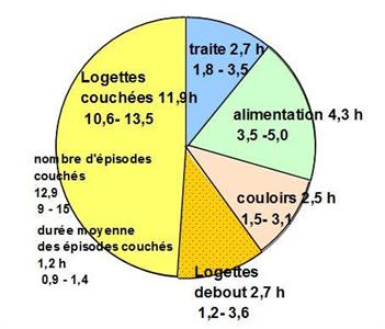 temps d'activité vaches laitières