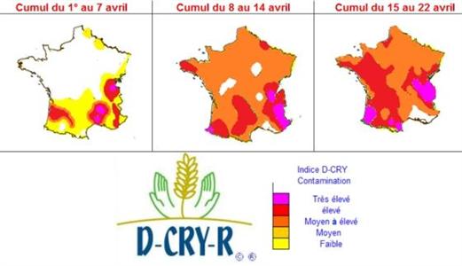 Depuis le début du mois d’avril, c’est surtout le Sud de la France où les contaminations de septoriose ont été intenses. Le nord a surtout été touché par cette vague de contamination  la semaine  suivante.