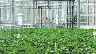 La serre du futur devrait passer à une gestion à l'échelle globale de la production, avec des outils de calcul puissants afin de trouver la meilleure stratégie en permanence, en se connectant à un serveur extérieur.ARIA La serre du futur devrait passer à une gestion à l'échelle globale de la production, avec des outils de calcul puissants afin de trouver la meilleure stratégie en permanence, en se connectant à un serveur extérieur.ARIA