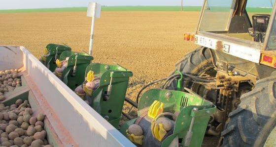Si vous achetez des plants importés des Pays-Bas, d’Allemagne, du Danemark, ou de Pologne, votre vendeur doit obligatoirement vous remettre une attestation certifiant des contrôles négatifs « maladies de quarantaine ». Exigez-la ou faites vous-même analyser votre lot (coordonnées des laboratoires disponibles auprès de l’Unpt).