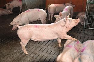 Marché du porc breton