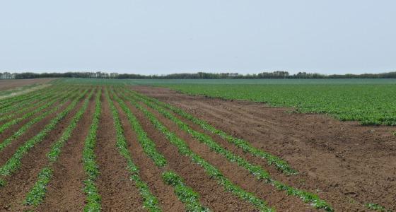 Belchim propose un nouvel anti-mildiou à activité curative sur pommes de terre.