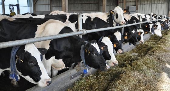 vaches laitières