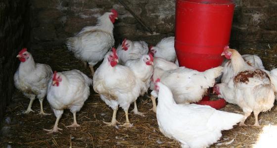 La compétitivité prix/marché de la viande de volaille lui permet de s'adapter à toutes les conjonctures économiques