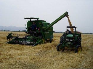 En 2010, les rendements n'ont pas dépassé les 15 q/ha.