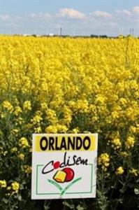 Orlando, nouveauté colza pour les prochains semis.