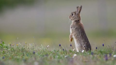 © S. Bellard/ONCFS