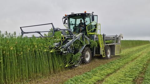 La faucheuse automotrice Hyler Sativa 200A coupe le chanvre en deux et récupère deux nappes. La faucheuse automotrice Hyler Sativa 200A coupe le chanvre en deux et récupère deux nappes.