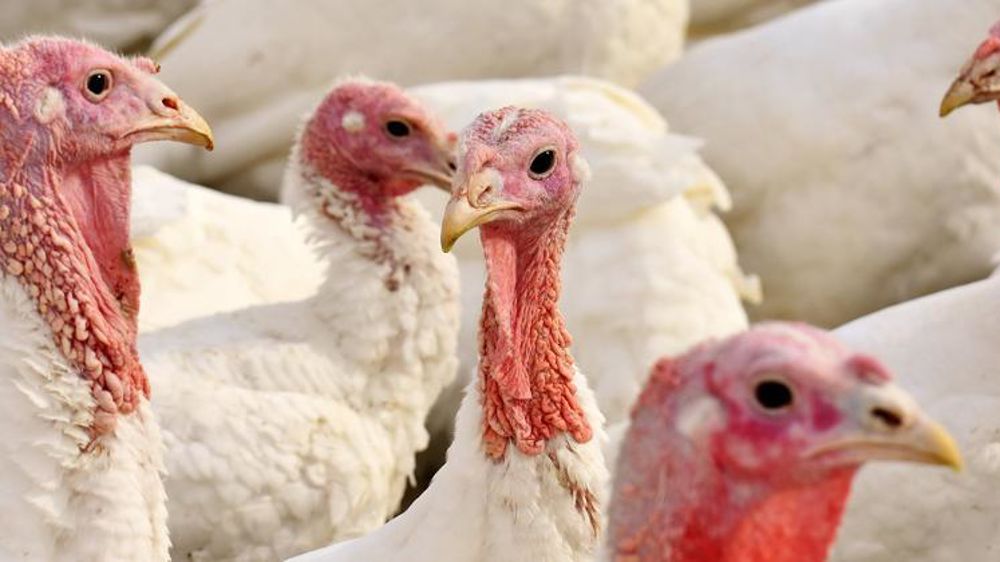 Salmonella Kentucky a déjà été détectée dans des élevages de dindes de plusieurs pays européens. © Pixabay