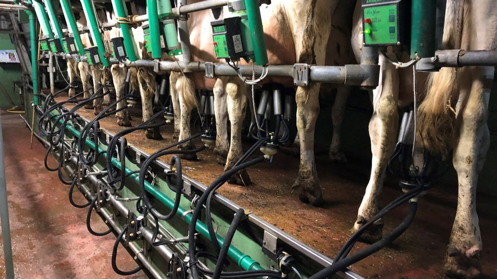 D'après le Cniel, depuis quelques semaines, la collecte laitière française dépasse légèrement son niveau de 2021.