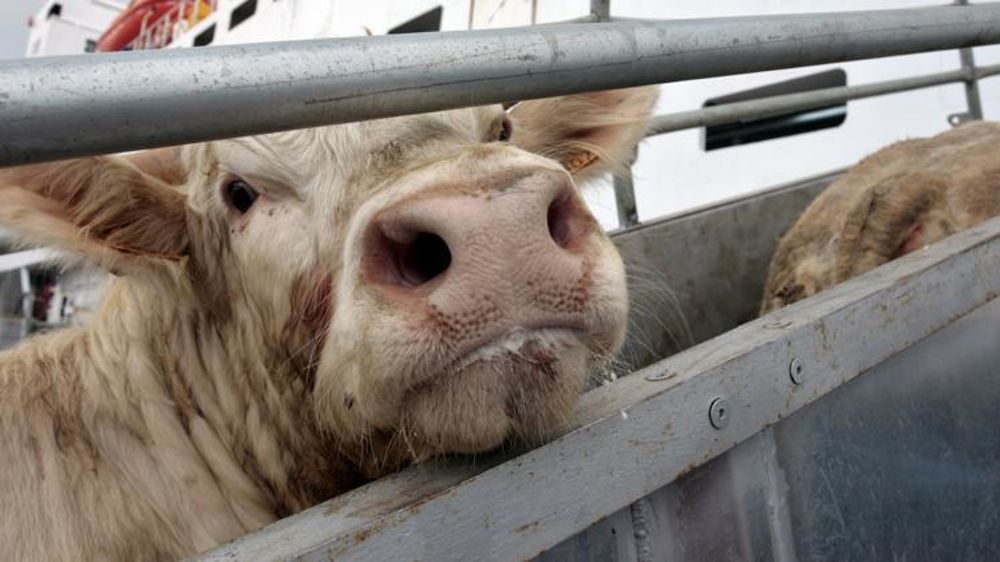 Embarquement de bovins sur le port de Sète. © Pascal Parrot