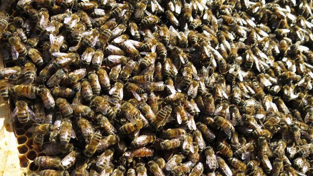 © C. Fricotté/GFA