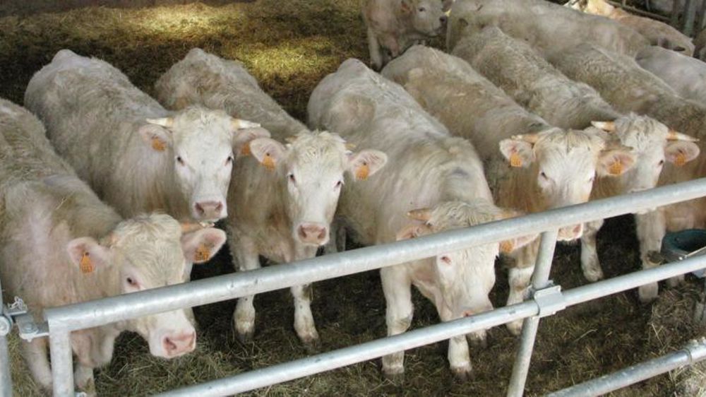 Une case de babynettes. © Hélène Chaligne/GFA