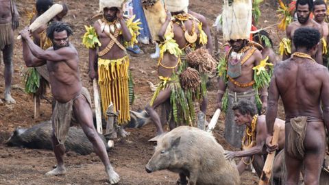 La tradition du Pig killing ou tue-cochon lors du festival de Kalam. © Léopold Aries