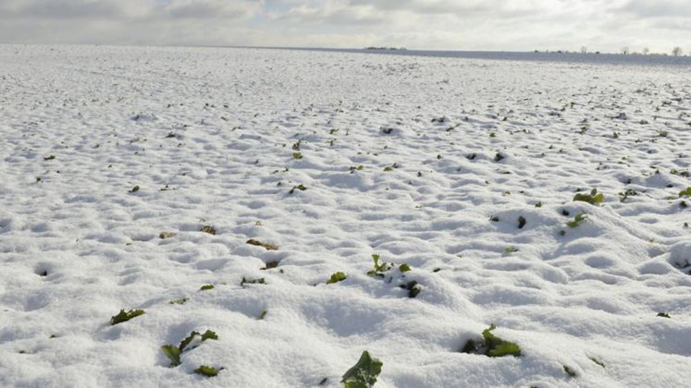 Champ de colza sous la neige près de Chaumont (52) en janvier 2017. © Cédric Faimali/GFA