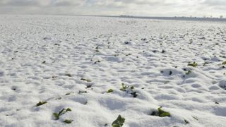 Champ de colza sous la neige près de Chaumont (52) en janvier 2017. © Cédric Faimali/GFA Champ de colza sous la neige près de Chaumont (52) en janvier 2017. © Cédric Faimali/GFA