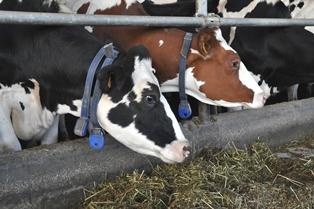 Un projet de 1.000 vaches laitières dans la Somme
