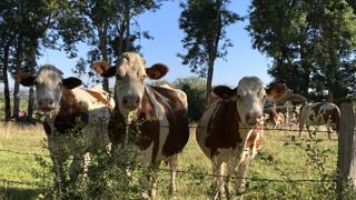 L'accès à une pâture de qualité toute la journée favorise une activité ruminale stable pour les vaches laitières. L'accès à une pâture de qualité toute la journée favorise une activité ruminale stable pour les vaches laitières.