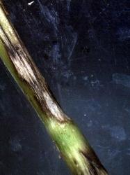 2 : Plusieurs taches de rhizoctone sur les tiges, formant un réseau.