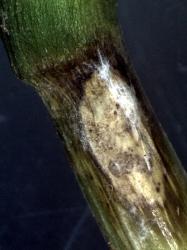 4 : Avec le temps, le mycélium de R. cerealis prend un aspect grisâtre.