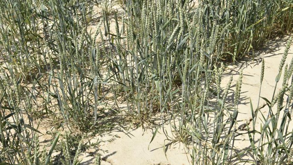 L’assurance récolte couvre contre plusieurs aléas climatiques : sécheresse, excès de température, coup de chaleur, coup de soleil, températures basses, manque de rayonnement solaire, coup de froid, gel, excès d’eau, pluies violentes, pluies torrentielles, humidité excessive, grêle, poids de la neige ou du givre, tempête, tourbillon, vent de sable. © C. Faimali/GFA