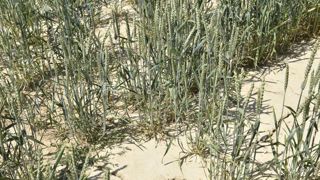 L’assurance récolte couvre contre plusieurs aléas climatiques : sécheresse, excès de température, coup de chaleur, coup de soleil, températures basses, manque de rayonnement solaire, coup de froid, gel, excès d’eau, pluies violentes, pluies torrentielles, humidité excessive, grêle, poids de la neige ou du givre, tempête, tourbillon, vent de sable. © C. Faimali/GFA L’assurance récolte couvre contre plusieurs aléas climatiques : sécheresse, excès de température, coup de chaleur, coup de soleil, températures basses, manque de rayonnement solaire, coup de froid, gel, excès d’eau, pluies violentes, pluies torrentielles, humidité excessive, grêle, poids de la neige ou du givre, tempête, tourbillon, vent de sable. © C. Faimali/GFA
