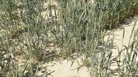 L’assurance récolte couvre contre plusieurs aléas climatiques : sécheresse, excès de température, coup de chaleur, coup de soleil, températures basses, manque de rayonnement solaire, coup de froid, gel, excès d’eau, pluies violentes, pluies torrentielles, humidité excessive, grêle, poids de la neige ou du givre, tempête, tourbillon, vent de sable. © C. Faimali/GFA L’assurance récolte couvre contre plusieurs aléas climatiques : sécheresse, excès de température, coup de chaleur, coup de soleil, températures basses, manque de rayonnement solaire, coup de froid, gel, excès d’eau, pluies violentes, pluies torrentielles, humidité excessive, grêle, poids de la neige ou du givre, tempête, tourbillon, vent de sable. © C. Faimali/GFA