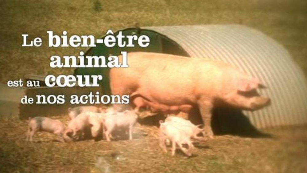 Capture d’écran d’une vidéo de présentation de CIWF.