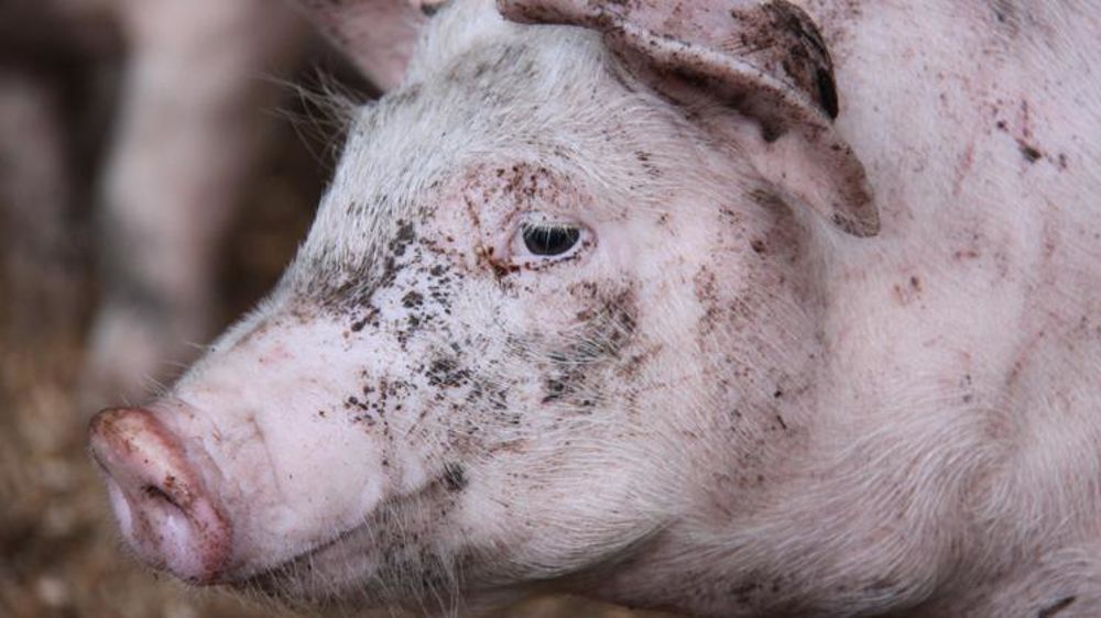 © Alain Cardinaux/GFA