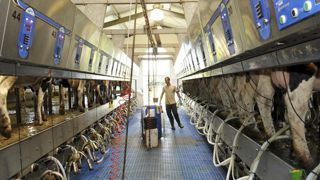 Salle de traite 2 x 24 postes dans une exploitation de 1 800 vaches laitières en Allemagne. © C. Faimali/GFA Salle de traite 2 x 24 postes dans une exploitation de 1 800 vaches laitières en Allemagne. © C. Faimali/GFA