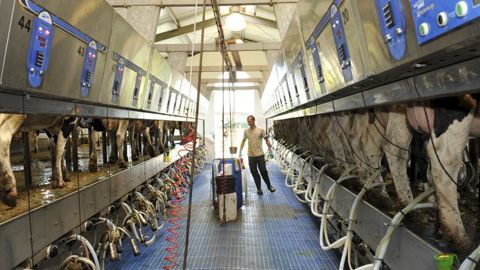 Salle de traite 2 x 24 postes dans une exploitation de 1 800 vaches laitières en Allemagne. © C. Faimali/GFA Salle de traite 2 x 24 postes dans une exploitation de 1 800 vaches laitières en Allemagne. © C. Faimali/GFA
