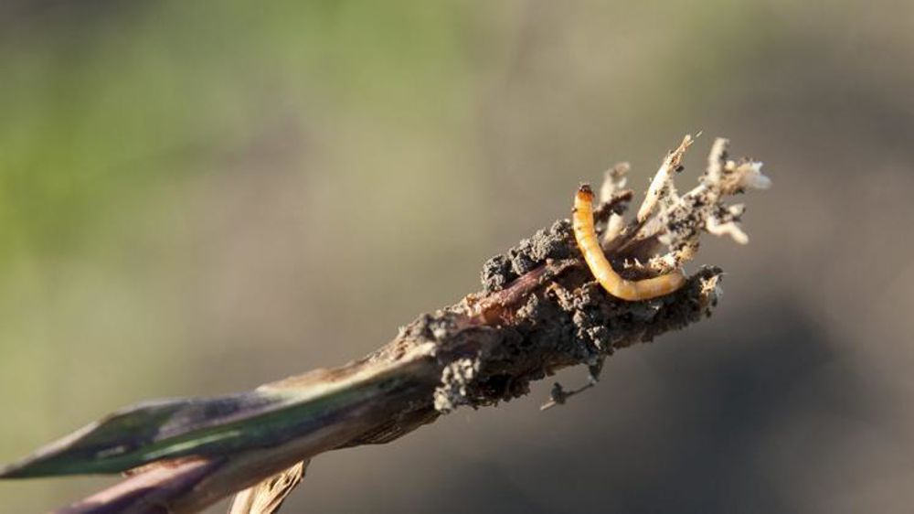 Larve de taupin sur pied de maïs. © Sébastien Champion