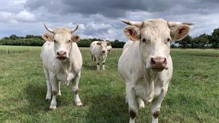 Si elle persiste, la vague de sécheresse pourrait obliger les éleveurs à se séparer d’une partie de leur bétail, faute de pouvoir les nourrir. © L. Pouchard/GFA Si elle persiste, la vague de sécheresse pourrait obliger les éleveurs à se séparer d’une partie de leur bétail, faute de pouvoir les nourrir. © L. Pouchard/GFA