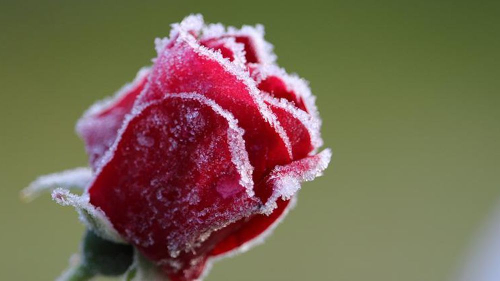 Tela Botanica propose aux citoyens de signaler leurs observations de dégâts de gel via un formulaire en ligne. © Pixabay