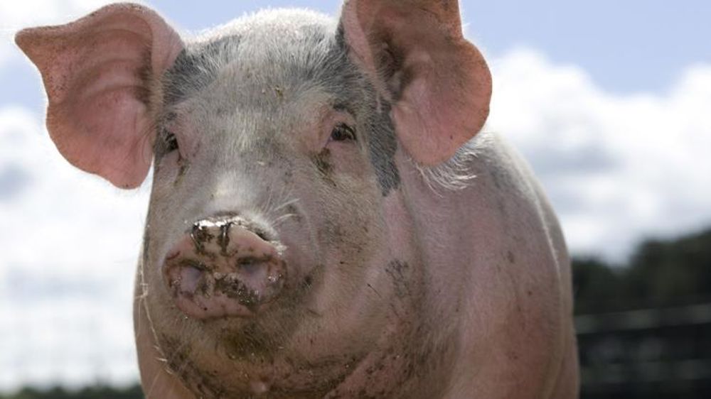 Un Canadien s’oppose à son voisin pour le bruit et l’odeur de ses cochons. © Watier