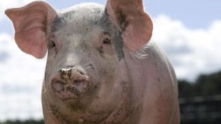 Un Canadien s’oppose à son voisin pour le bruit et l’odeur de ses cochons. © Watier Un Canadien s’oppose à son voisin pour le bruit et l’odeur de ses cochons. © Watier