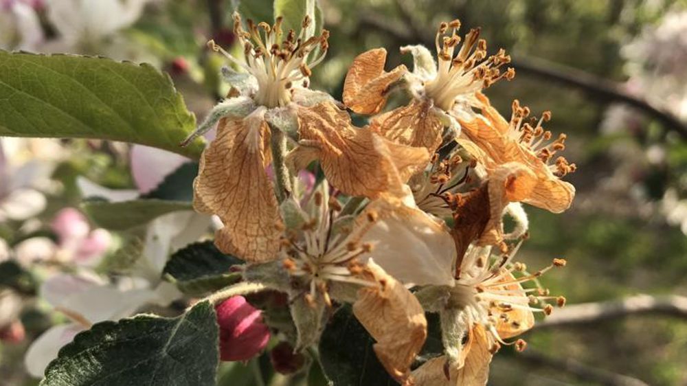 Les taux de perte prévisionnels de récolte moyens, pour les fruits à noyaux, seront estimés au début de juin, d’après le ministère de l’Agriculture. © Maurice Perrion sur Twitter