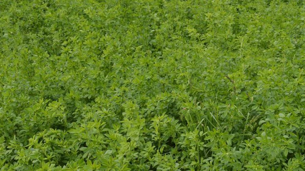 © Cédric Faimali/GFA