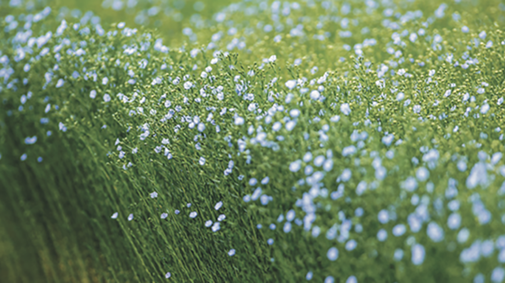 La CELC estime qu’en 2021, 110 000 ha à 120 000 ha de lin à fibre ont été implantés en France, en Belgique et aux-Pays Bas. © CELC