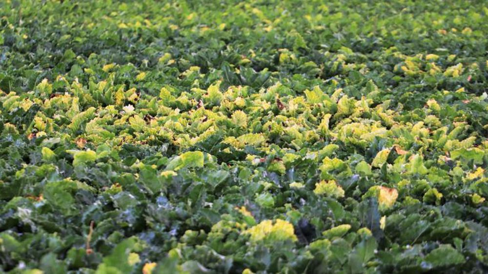 Les 22 méthodes alternatives aux néonicotinoïdes pour la culture de la betterave sucrière identifiées par l’Anses devront être combinées, car elles présentent des efficacités « correctes mais insuffisantes », selon l’agence. © Pierre Peeters