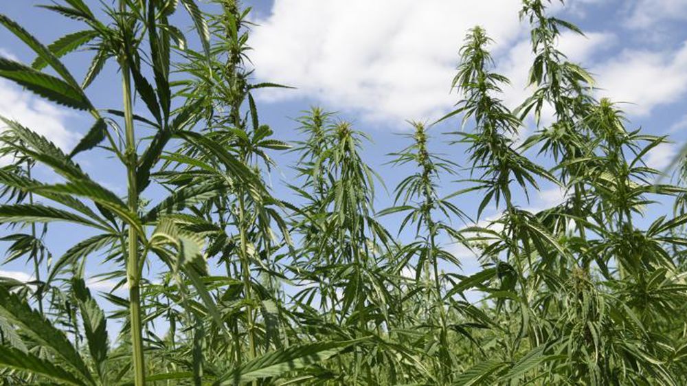 Le Gouvernement souhaite n’autoriser que la production de chanvre « bien-être » destinée à la fabrication de produits dérivés. © Cédric Faimali