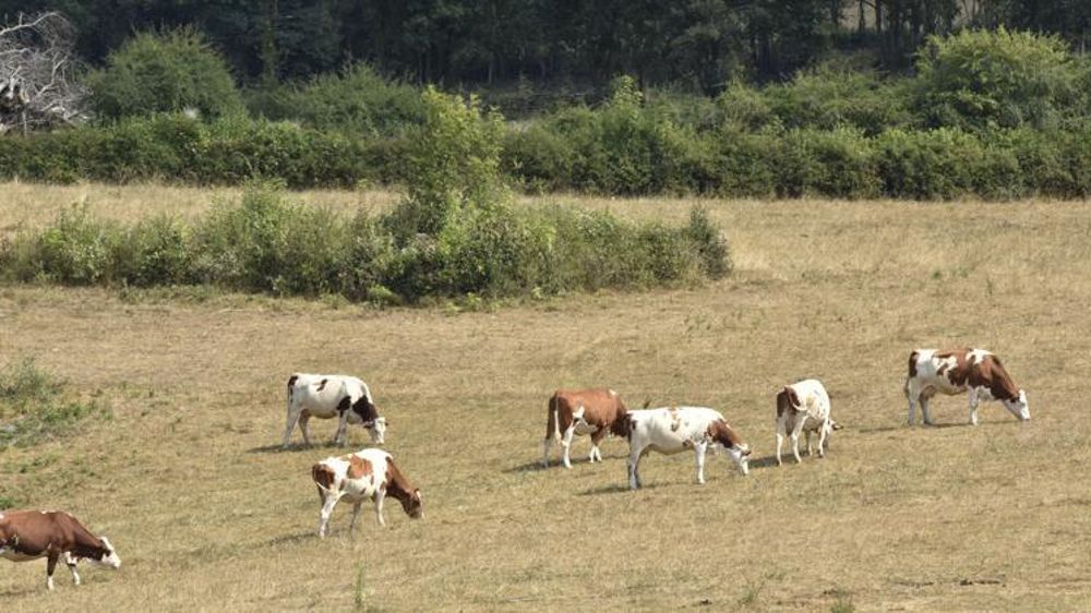 Le CGAAER a étudié les pistes d’amélioration à court terme du dispositif d’indemnisation des sécheresses sur prairies. © Cédric Faimali/GFA