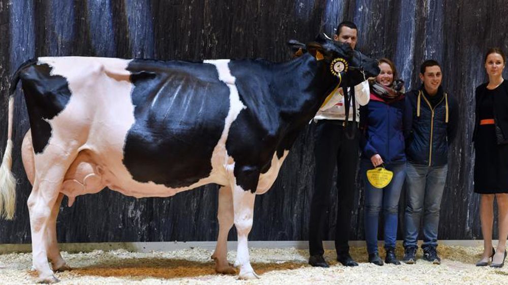 Michard Escale décroche le titre de championne adulte et meilleure laitière lors du concours général agricole de la race prim holstein au salon international de l’agriculture en février 2018. © J. Chabanne/Reportage