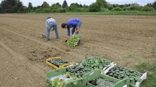 Les salariés agricoles en arrêt de maladie lié au Covid touchent leurs indemnités journalières sans délai de carence (photo d’illustration). © Cédric Faimali/GFA Les salariés agricoles en arrêt de maladie lié au Covid touchent leurs indemnités journalières sans délai de carence (photo d’illustration). © Cédric Faimali/GFA