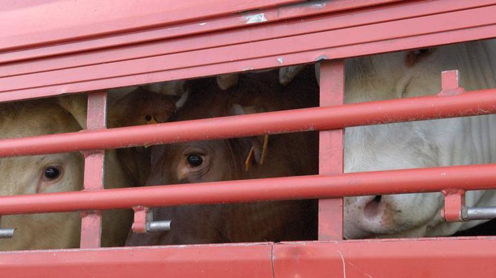 « Les autorités compétentes des États membres ne peuvent toujours pas garantir ou vérifier si la partie du voyage, qui a lieu en dehors des frontières de l’Union européenne, est conforme aux règles de l’Union européenne », déplorent l’Allemagne, le Luxembourg et les Pays-Bas. © Stéphane Leitenberger