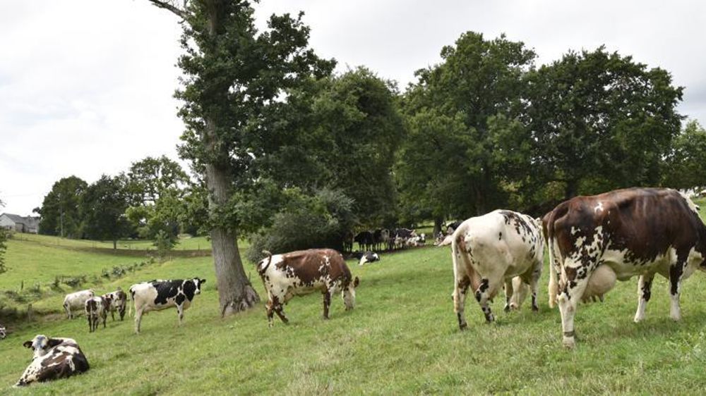 Le projet laitier concernant l’expérimentation d’un affichage environnemental harmonisé par secteur a été déposé auprès de l’Ademe et du ministère de l’Environnement début juillet. ©Cédric Faimali