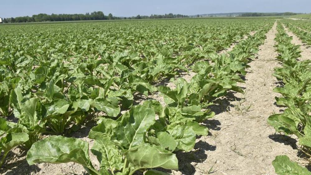 Les betteraves ont trois semaines de retard sur leur développement végétatif, estime l’ITB. © Cédric Faimali/GFA