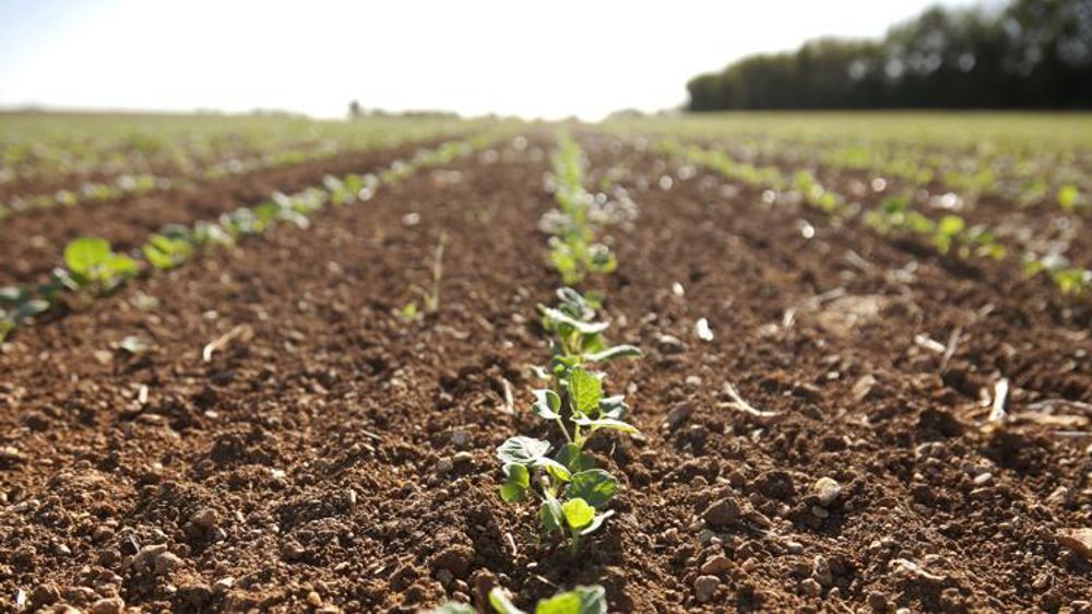 L’institut Terre Inovia travaille également sur le concept de « mérite agronomique », disponible en 2022 sur myVar. Avec l’ajout de nouveaux critères, ce dernier permettra de mieux choisir ses variétés. © S. Champion